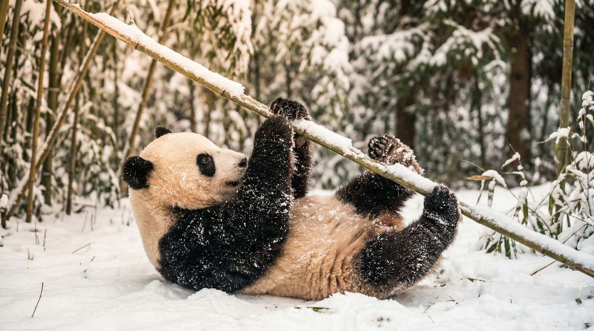 呦呦视频今日推荐熊猫视频